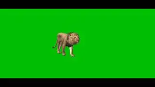 lion slow walk green screen video part 2 