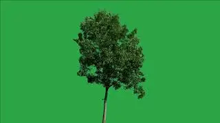 Tree green screen video, Green screen tree, tree green screen effect kinemaster, P-17