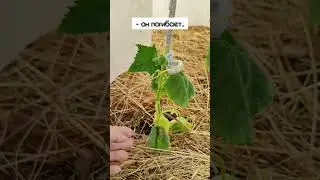 самый трагичный момент для дачника: #shorts #будни #дача #сад #огород #жизнь