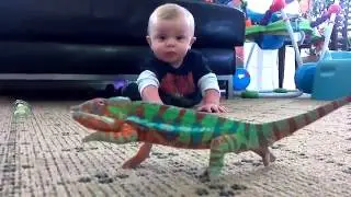 Ребенок разглядывает хамелеона