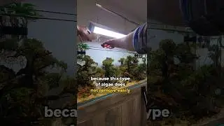 Easily Get Rid Of Algae OVERNIGHT...