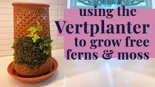 Using the Vertplanter hydroponic pot to grow free foraged plants!