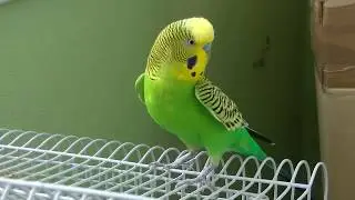 Монолог волнистика Кеши. (Wavy parrot.)