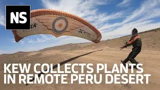Paramotorists collect rare plant species from Peruvian desert oases