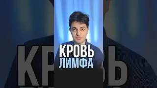 Отличия лимфы и крови