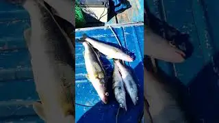 мое любимое  время суток #рыбалка #fishing