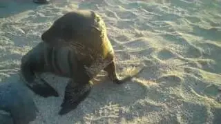 TED OCEANS MISSION BLUE GALAPAGOS 2010 SEA LIONS