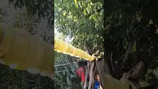 Сушим яблоки.