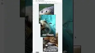 Lucid explains seals — sneak peek!