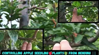 Controlling Apple Seedling🍎Plants🍏 from Bending ||