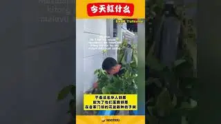 【华人男子为喜欢制作叁巴酱的巫裔邻居种桔子树！】