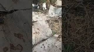 куры брама цыплята