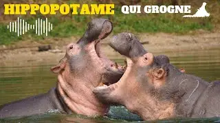 Bruit Hippopotame (Cri de l'Hippopotame) hippopotame qui grogne