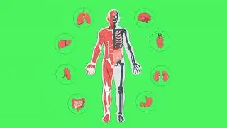 Body Parts Animation green screen 