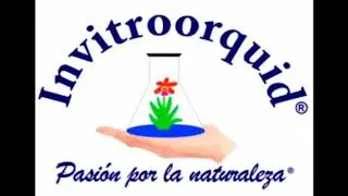 Cómo debo cuidar mi orquídea bebé recien adoptada???😮