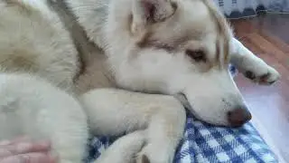 Ирусенок!