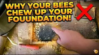 Waxing Foundation | Why your bees chew up your foundation!-That Bee Man