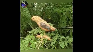 How to make an amazing Bird from coconut / coconut shell craft