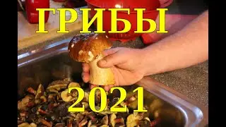 Грибы 2021. Грибы. Огород Баварский.