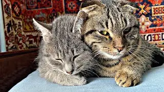 Cute kittens / cute video