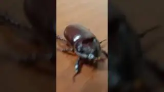 тот самый носорог