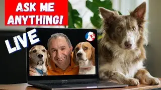 Saro Dog Training Q&A Session - Ask Me Anything! | Aug. 28/2020