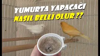 Hamile Kanarya | YUMURTLAYACAĞI NASIL ANLAŞILIR ?