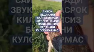 БЕДАНА ЧУРУК ЧУРУК ТОРГА КИРМАГАНИНИ КИРГИЗАДИ
