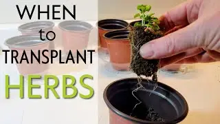 When to Transplant Herb Seedlings to Bigger Pots