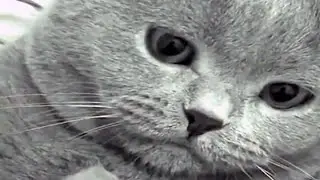 Cats are definitely from another planet