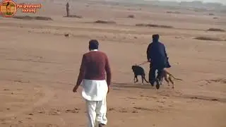 Greyhound dog race in Punjab Pakistan \ Dogs track racing 2021