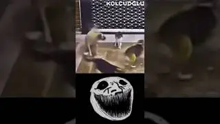 Кто лучше кошки или собаки? / Трек: Steelan - sequencia / #trollfacememe #boogiedown #memesvideo