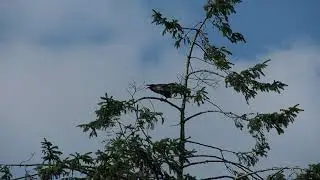 Morning raven