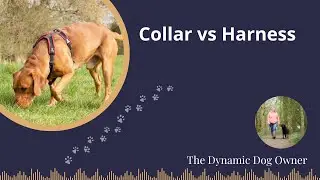 Collar vs Harness