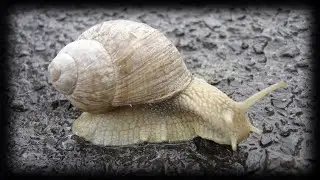 click on this video or this snail will kill you