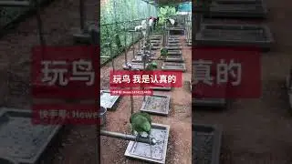 Parrot Talking - Smart And Funny Parrots Video | EP722