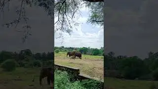 #nehruzoologicalpark