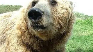 How to scare a bear