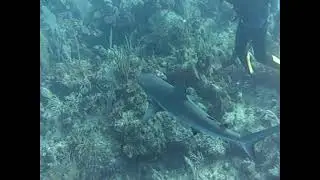 Scuba Diving Orange Hill Wall- Nausau Bahamas