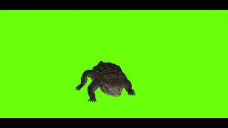 LOOK!!! Crocodile walks leisurely GREEN SCREEN NO COPYRIGHT /FREE Dwonload