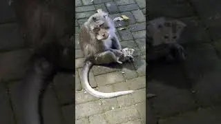 Relationship #monkey vs #kitten
