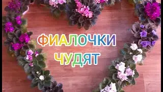 О фиалках и их сюрпризах. Я не ......МАН, всё ради познания.