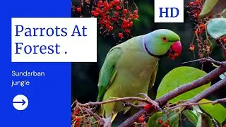 तोते  हरकत में // PARROTS  // BEAUTY OF NATURE // EXPLORE WORLDWIDE //birds sounds//BIRD WATCHING //