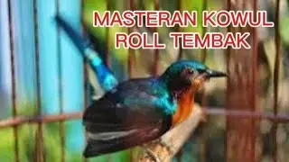 MASTERAN KOLIBRI WULUNG ROLL TEMBAK