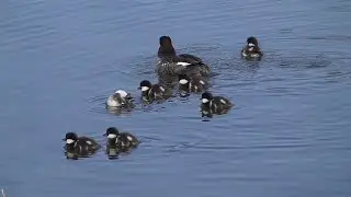 Первые птенцы гоголя.  The first goldeneye chicks.