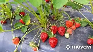 Клубника Флавия - красивенные, точёные ягоды и отличный вкус!