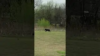 Wild hog caught on cam
