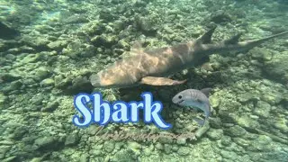 Snorkelling with nurse shark 🦈