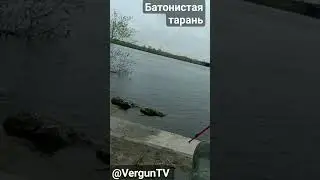 Клюнула батонистая тарань на речище Днепра 