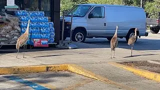 Sandhill Cranes try to enter 7-Eleven LOL!